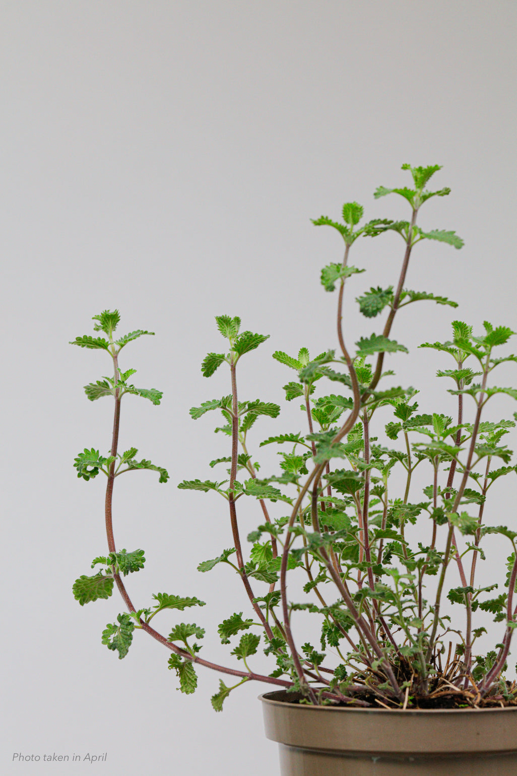 products/SotoProductShootLowQ-1956_56201492-7963-4ce0-a31d-f2e44dd8c5cc.jpg